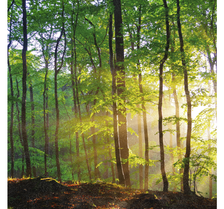 Toile fenêtre arbre lumière naturelle en forêt - TenStickers