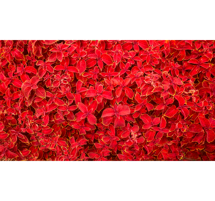 Toile fenêtre rouge motif pétales - TenStickers