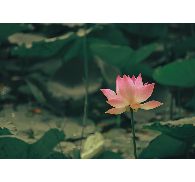 Toile fenêtre vert fleur rose - TenStickers