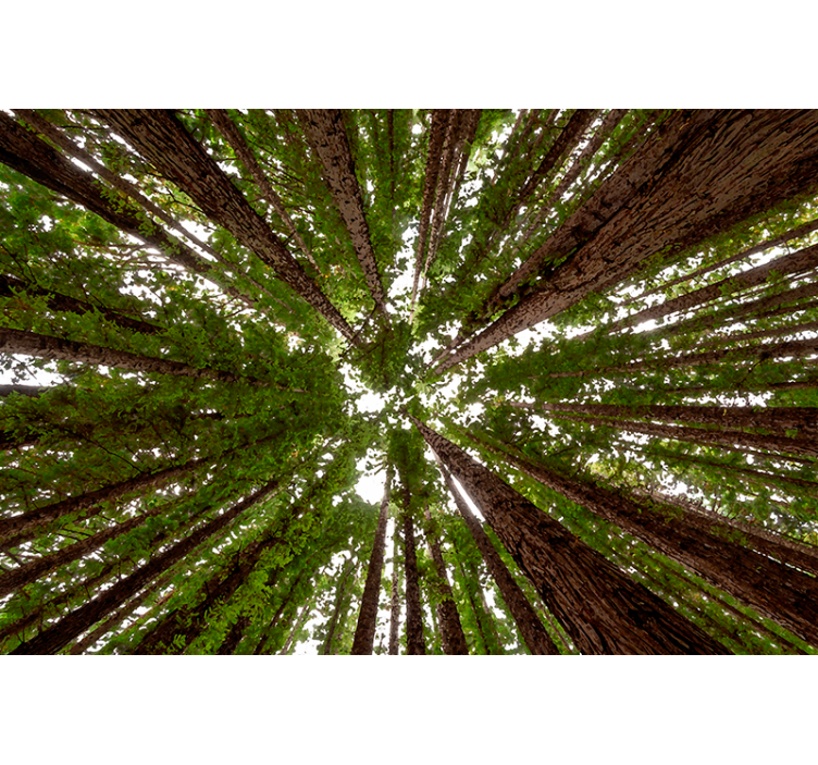 Toile fenêtre arbre conception de grande verrière - TenStickers