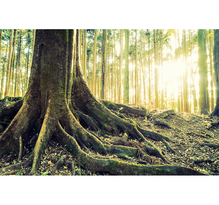 Toile fenêtre arbre racines majestueuses de la forêt - TenStickers