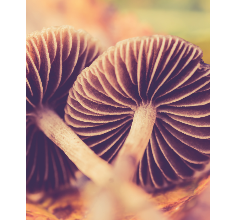 Toile fenêtre fleurs et plantes branchies de champignons - TenStickers
