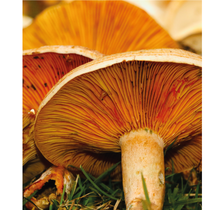 Toile fenêtre délice aux champignons - TenStickers