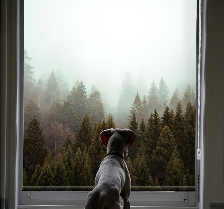 Toile fenêtre arbre vue sur la forêt brumeuse - TenStickers