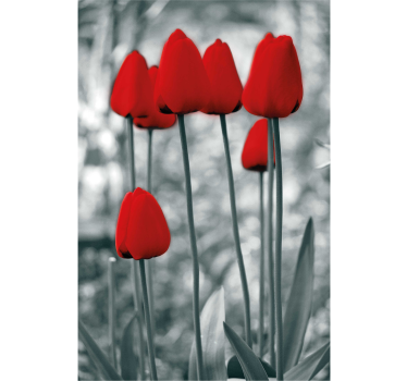 Stores avec fleurs Tulipes rouges colorées - TenStickers