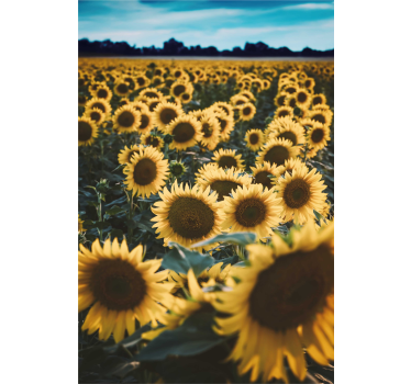 Stores avec fleurs Champ de fleurs de soleil - TenStickers
