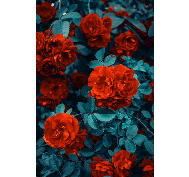 Stores avec fleurs Fleur d'oeillet rouge et feuilles - TenStickers