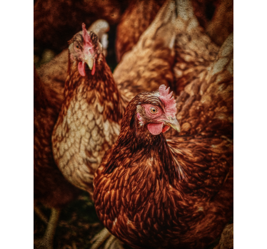 Toile fenêtre animal poulets de ferme rustiques - TenStickers