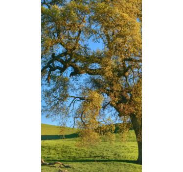 Stores originaux Conception d'arbre de nature 3d - TenStickers