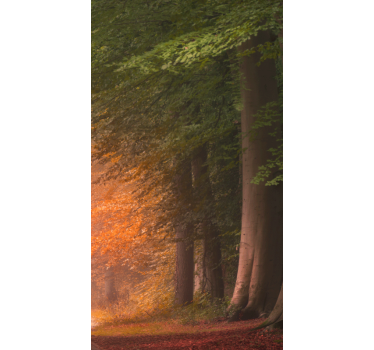 Store original Profonde forêt fantastique - TenStickers