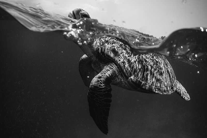 Set de table scène sous-marine de tortues - TenStickers