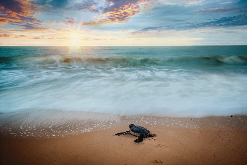 Set de table coucher de soleil avec des tortues - TenStickers