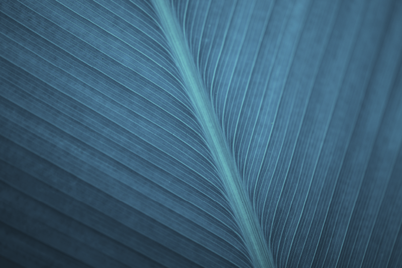 Set de table moderne Grande feuille gris bleu - TenStickers