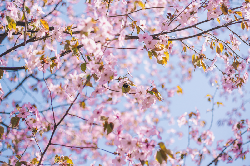 Set de table fleurs de cerisier en pleine floraison - TenStickers