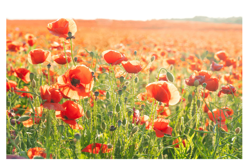 Set de table Coquelicots dans champ ensoleillé - TenStickers