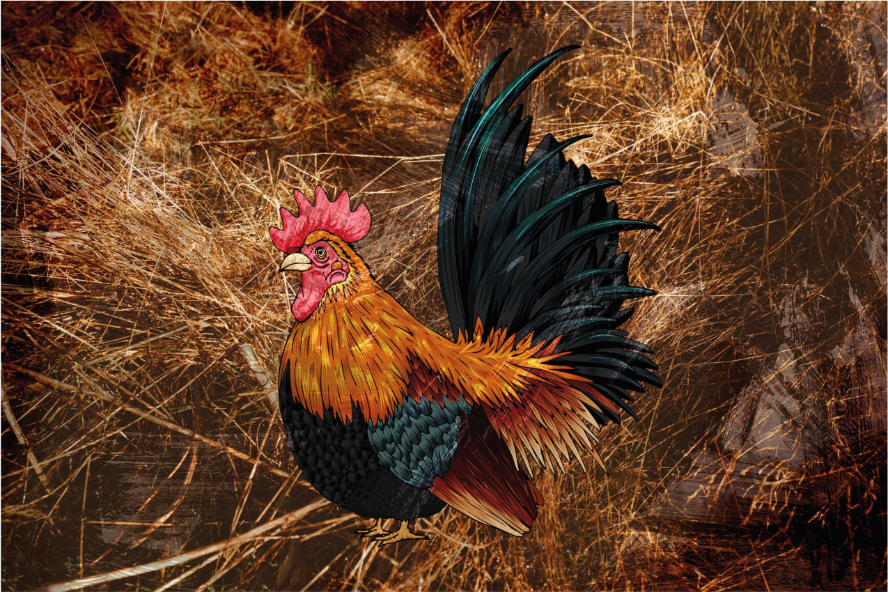 Set de table original art de coq vibrant - TenStickers