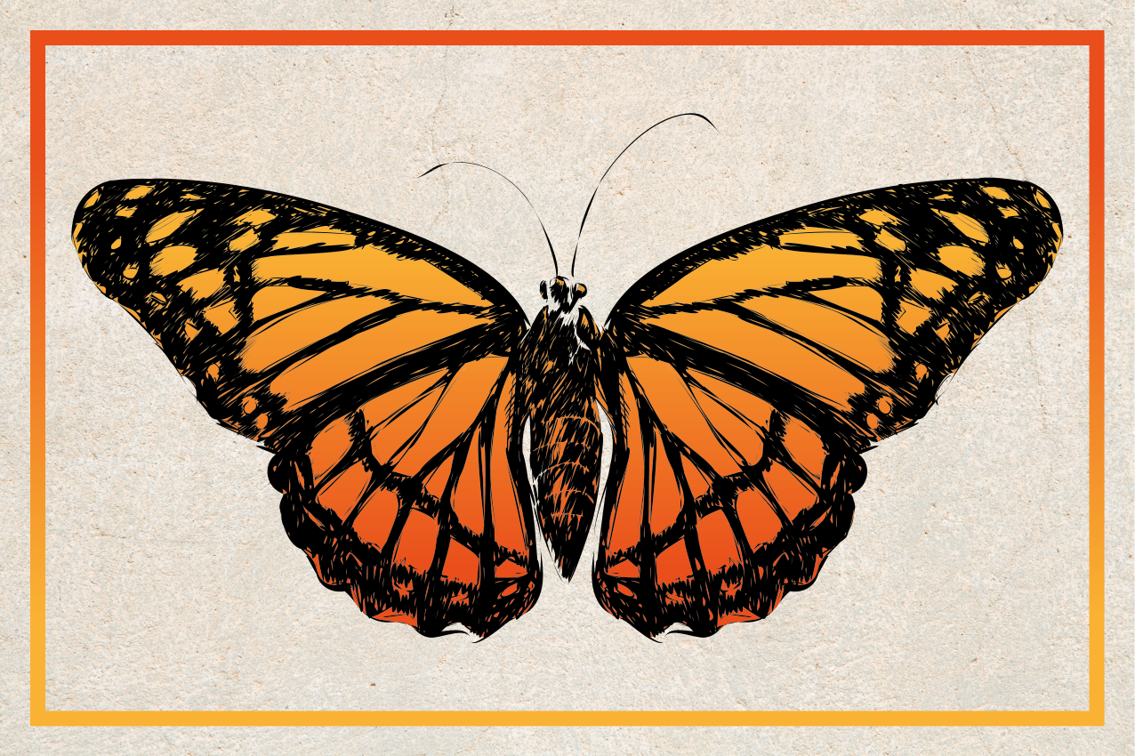 Set de table original papillon monarque orange - TenStickers