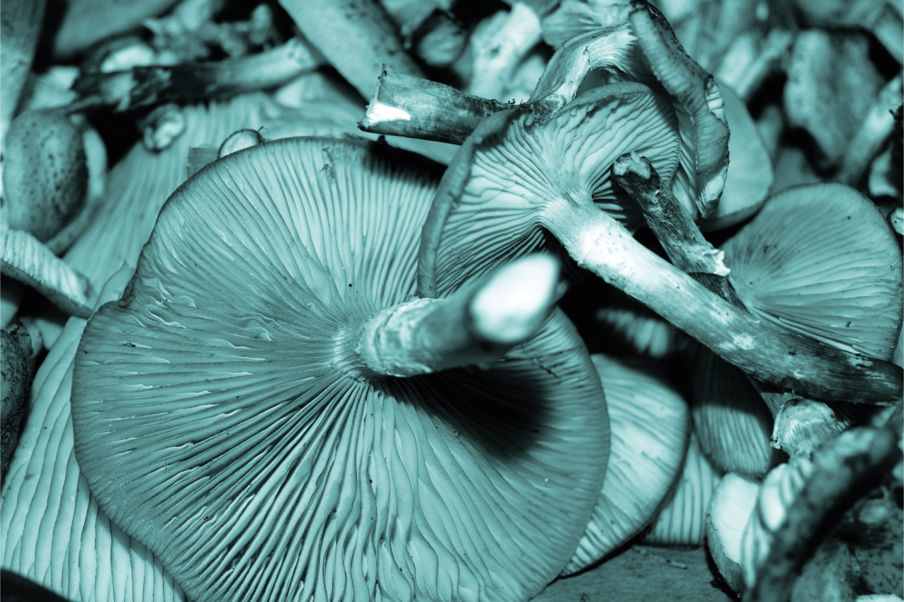 Set de table gros plan sur un champignon - TenStickers