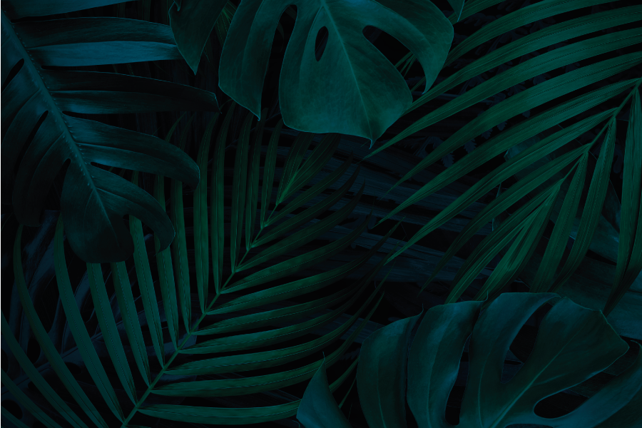 Set de table feuillage tropical - TenStickers