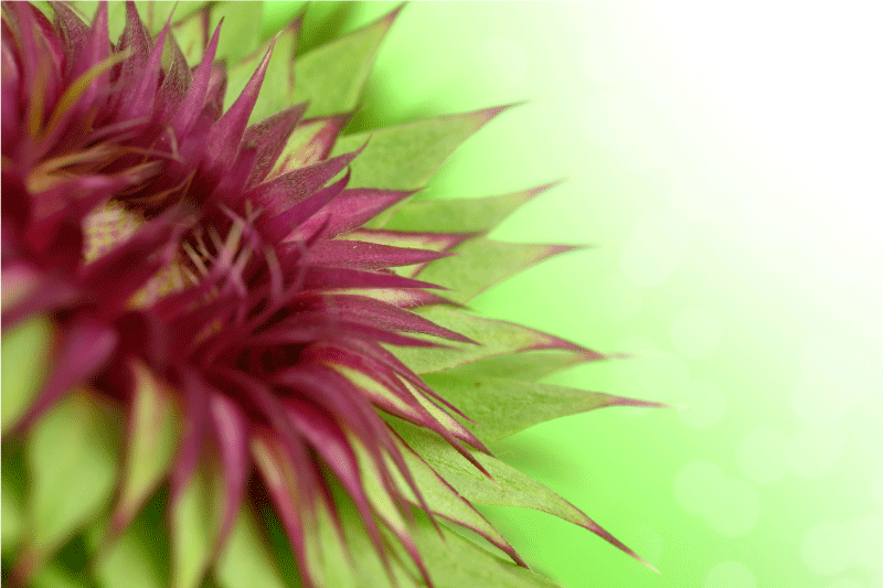 Set de table design chardon fond vert - TenStickers