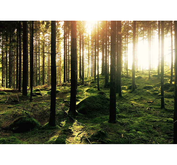 Papier peint cachette dans la forêt - TenStickers