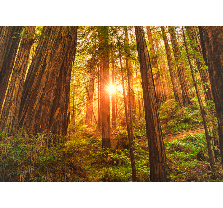 Papier peint forêt du matin - TenStickers