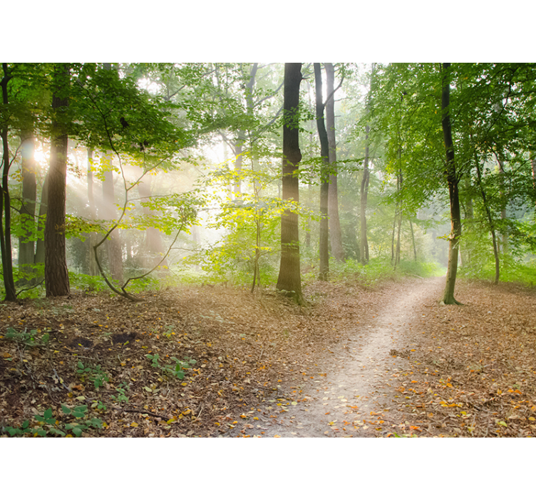 Papier peint forêt arbres - TenStickers