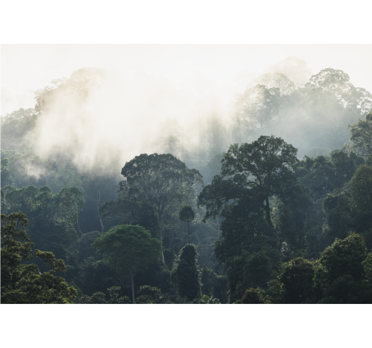 Tapisserie nature vue sur une forêt brumeuse - TenStickers
