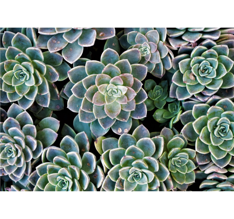 Tapisserie nature collection de plantes succulentes - TenStickers