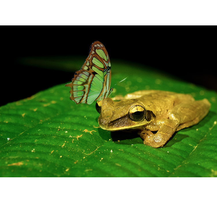 Tapisserie murale animaux grenouille et papillon - TenStickers