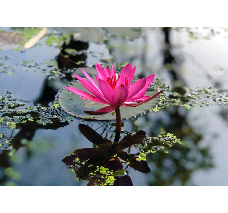 Tapisserie murale coquelicots lotus rose élégant - TenStickers