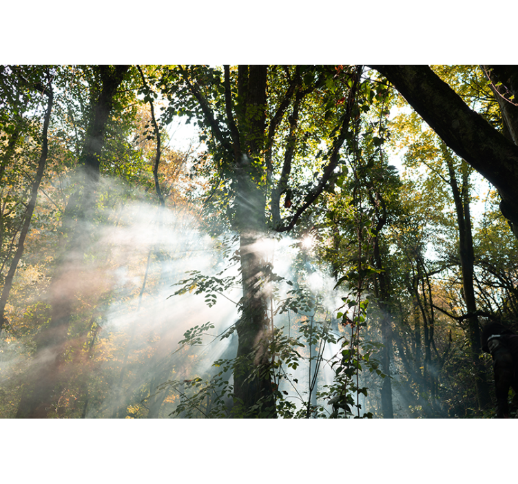 Papier peint nature Forêt épaisse verte - TenStickers