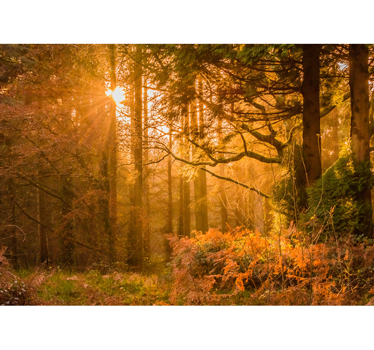 Tapisserie nature paysage boisé illuminé - TenStickers