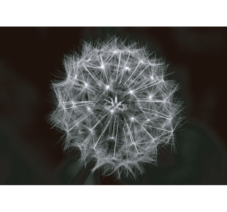 Tapisserie murale pissenlit en gros plan - TenStickers