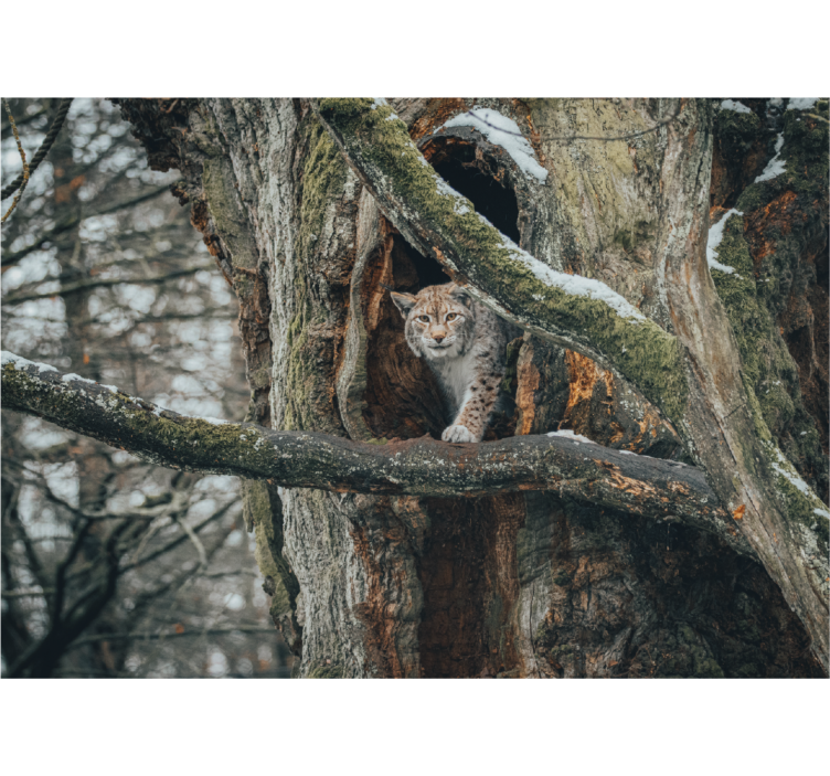 Tapisserie murale animaux lynx dans un arbre - TenStickers