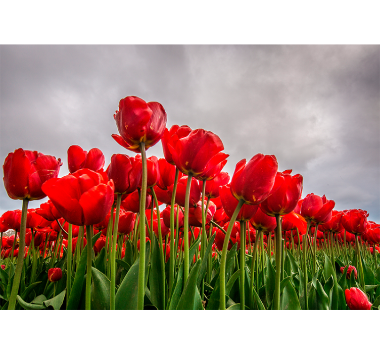 Tapisserie murale coquelicots champ de tulipes rouges - TenStickers