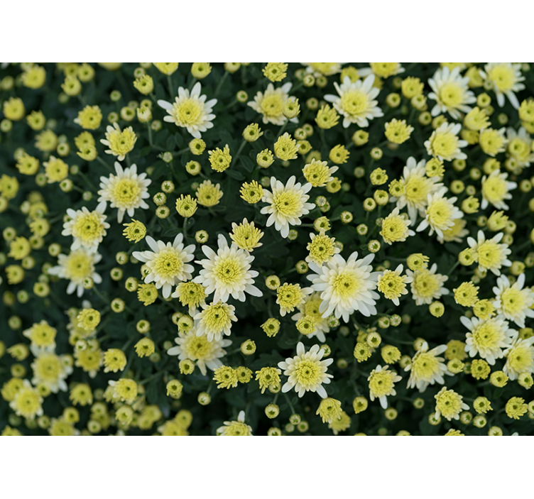 Tapisserie fleur fleurs jaunes en pleine floraison - TenStickers