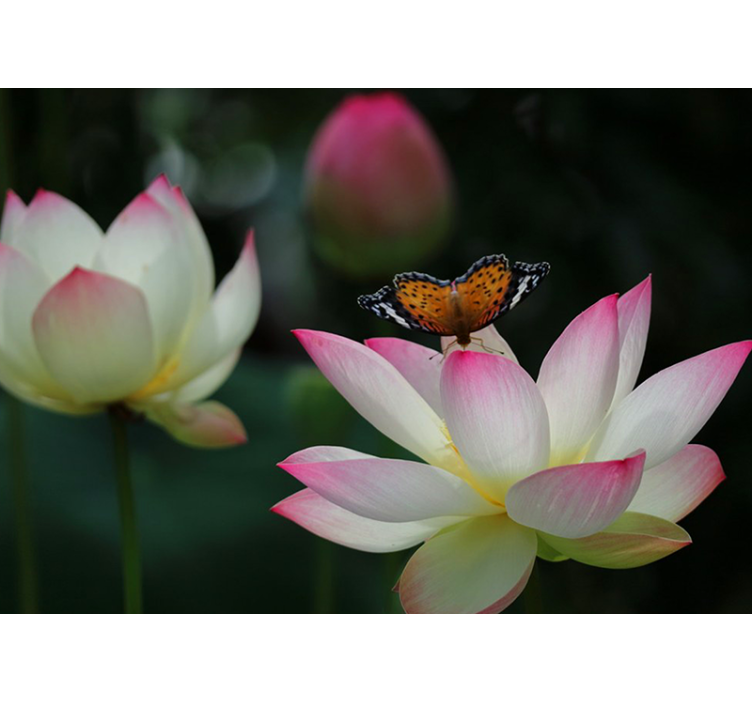 Tapisserie fleur charmante fleur de lotus - TenStickers