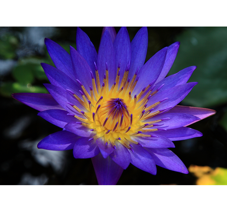 Papier peint mural de fleurs Fleur de lotus violet - TenStickers