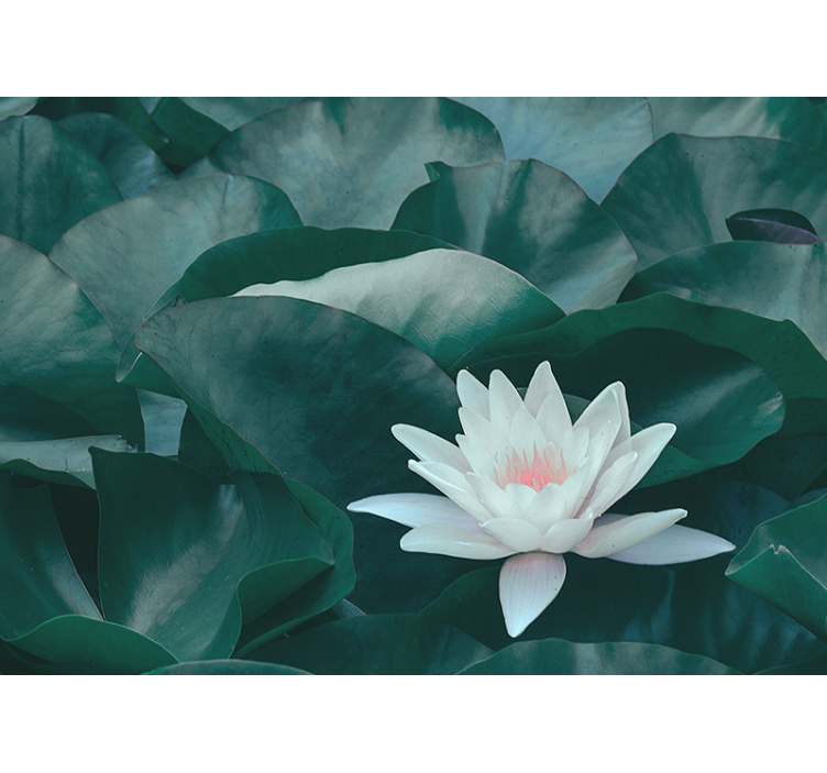 Papier peint mural de fleurs Fleur de lotus blanc zen - TenStickers