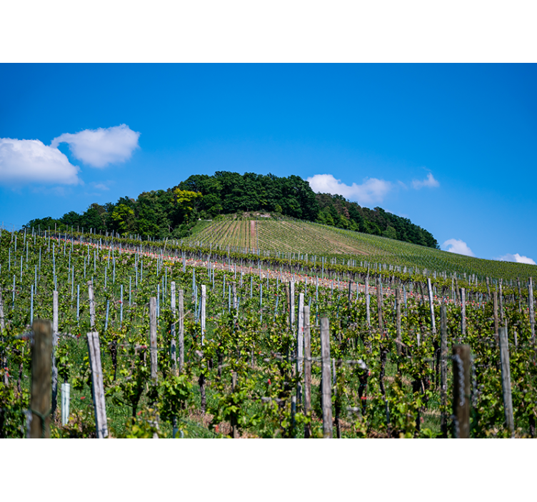 Tapisserie murale paysage collines de vignobles luxuriants - TenStickers