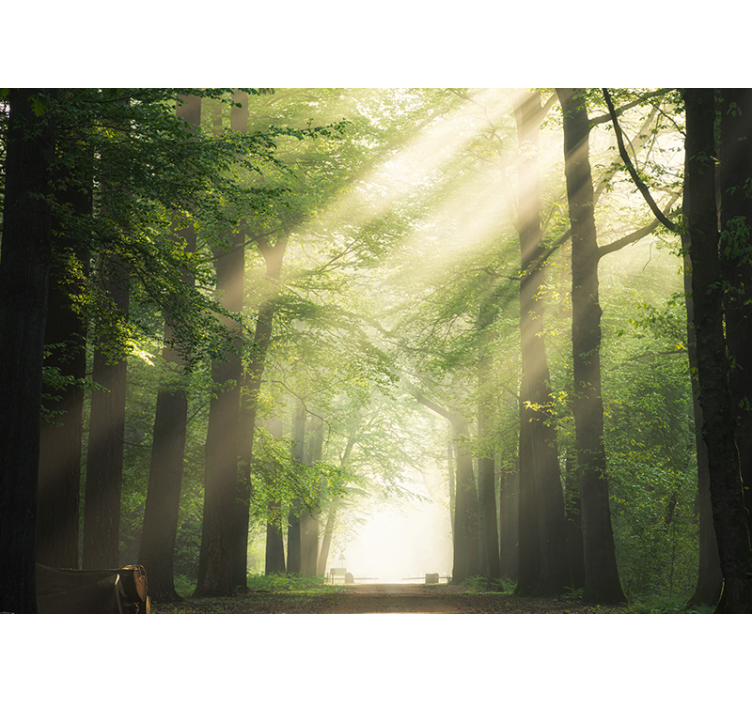 Papier peint nature Arbre avec flash solaire - TenStickers