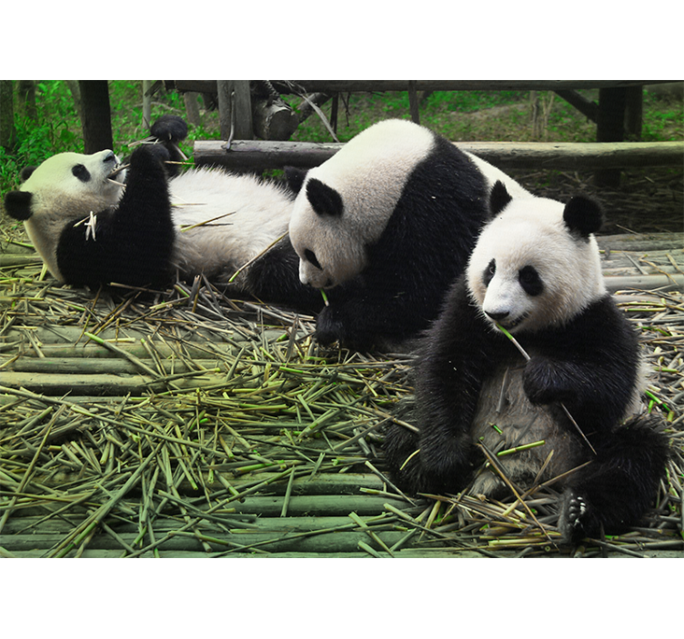 Tapisserie murale animaux famille de pandas ludiques - TenStickers