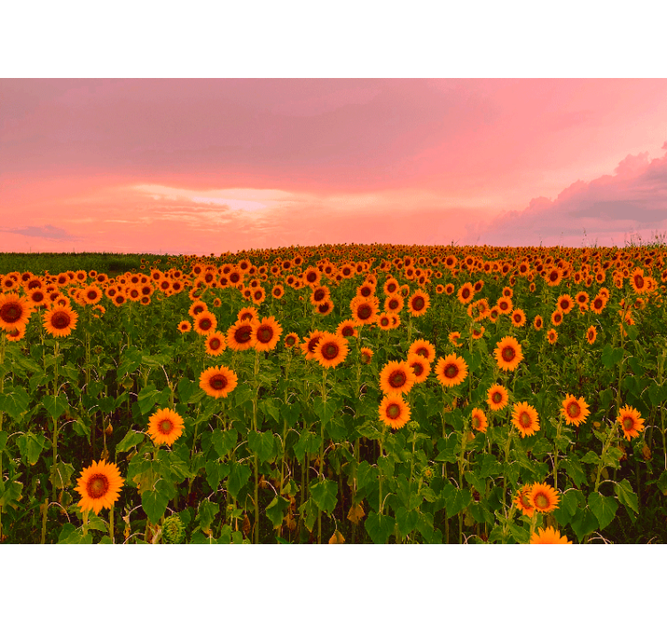 Tapisserie fleur champ de tournesols vibrant - TenStickers