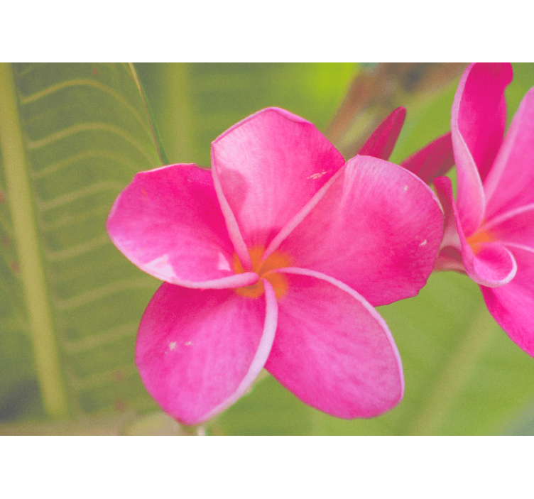 Tapisserie fleur accent floral rose - TenStickers