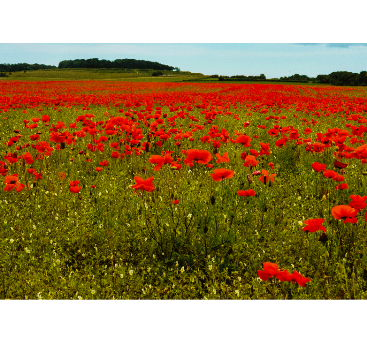 Tapisserie murale coquelicots champ de coquelicots vibrant - TenStickers