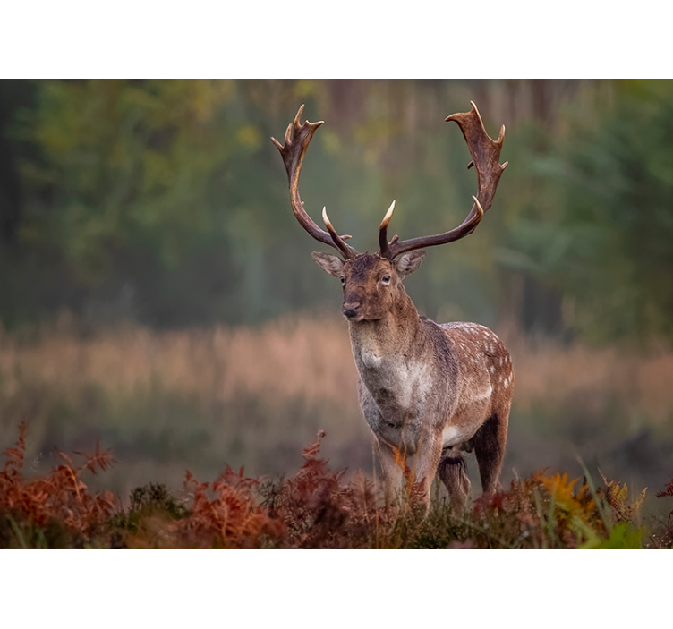 Tapisserie murale animaux présence du cerf majestueux - TenStickers