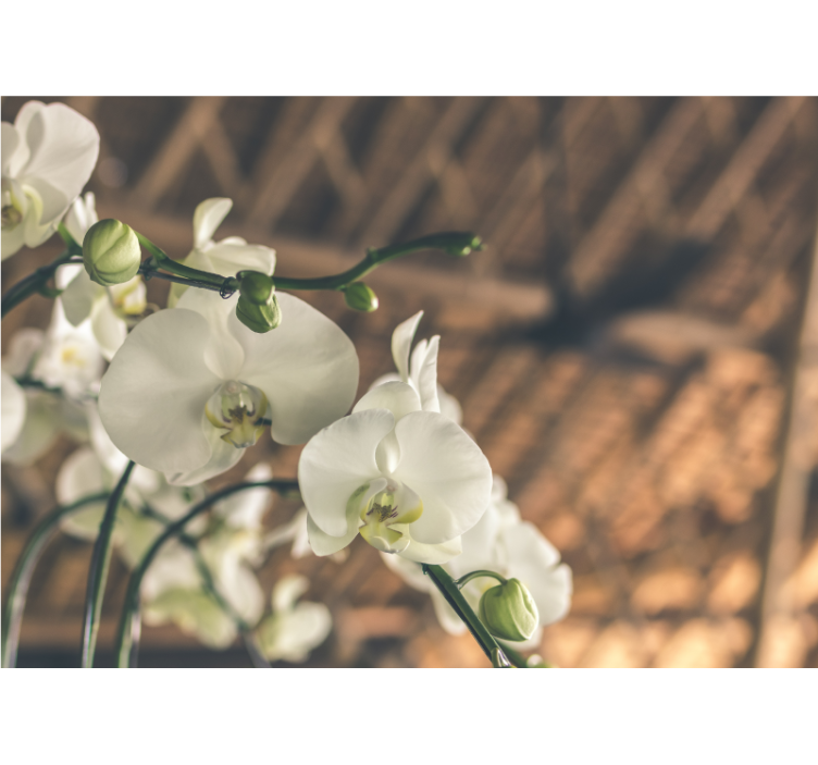 Tapisserie orchidée fleurs d'orchidée élégantes - TenStickers