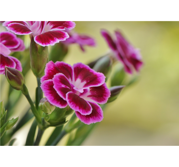 Tapisserie murale coquelicots Éclat floral - TenStickers