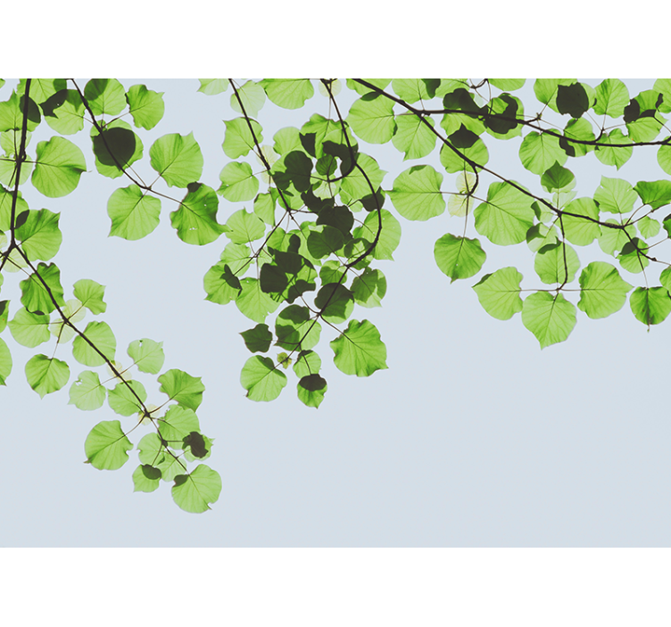 Papier peint nature Feuilles vertes au soleil - TenStickers